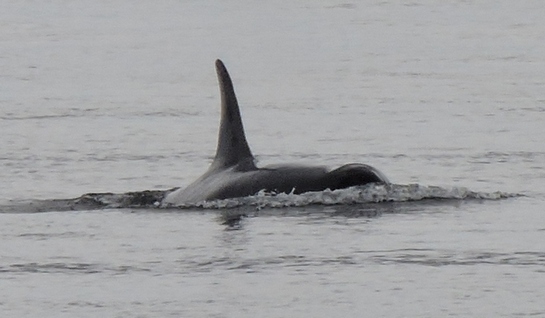 Orca swimming by Lime Kiln Point