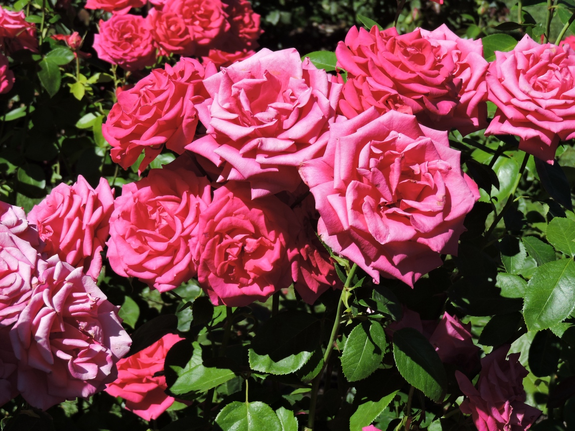 Portland Rose
              Garden