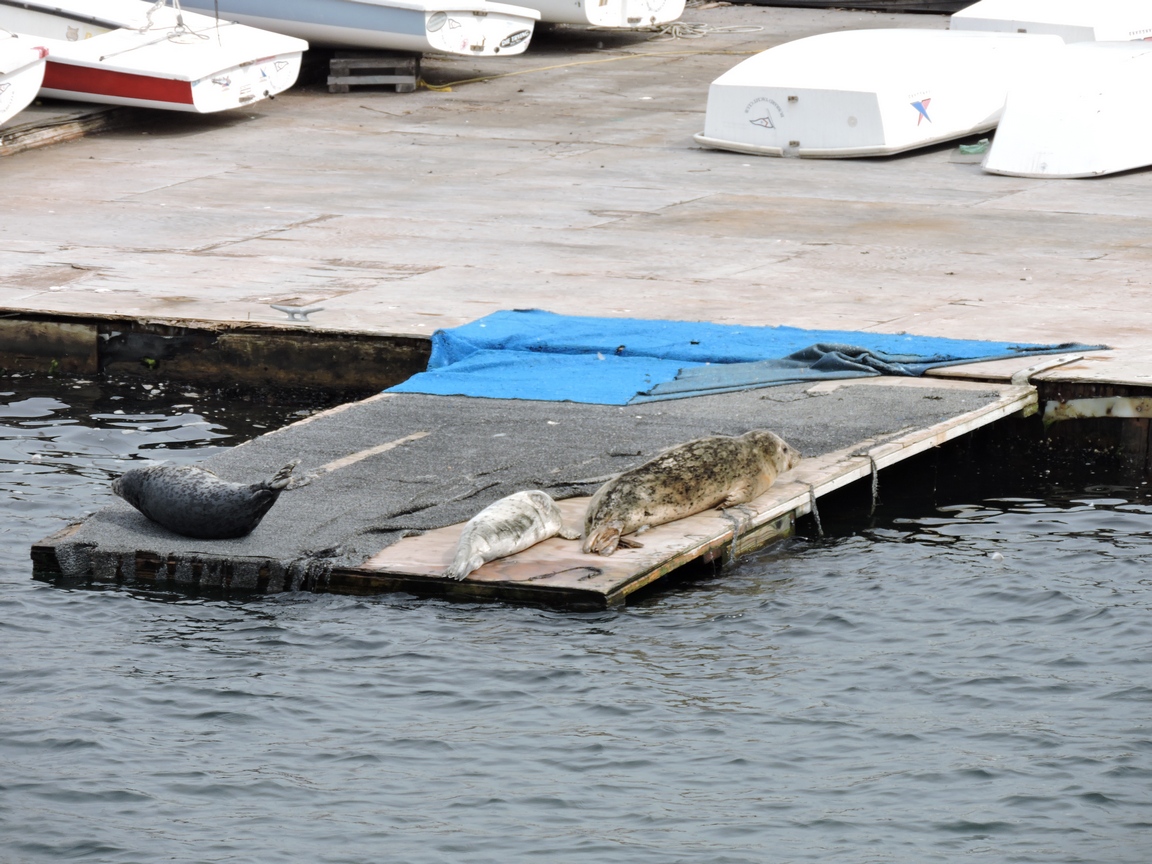 Harbor seals taking
              a siesta