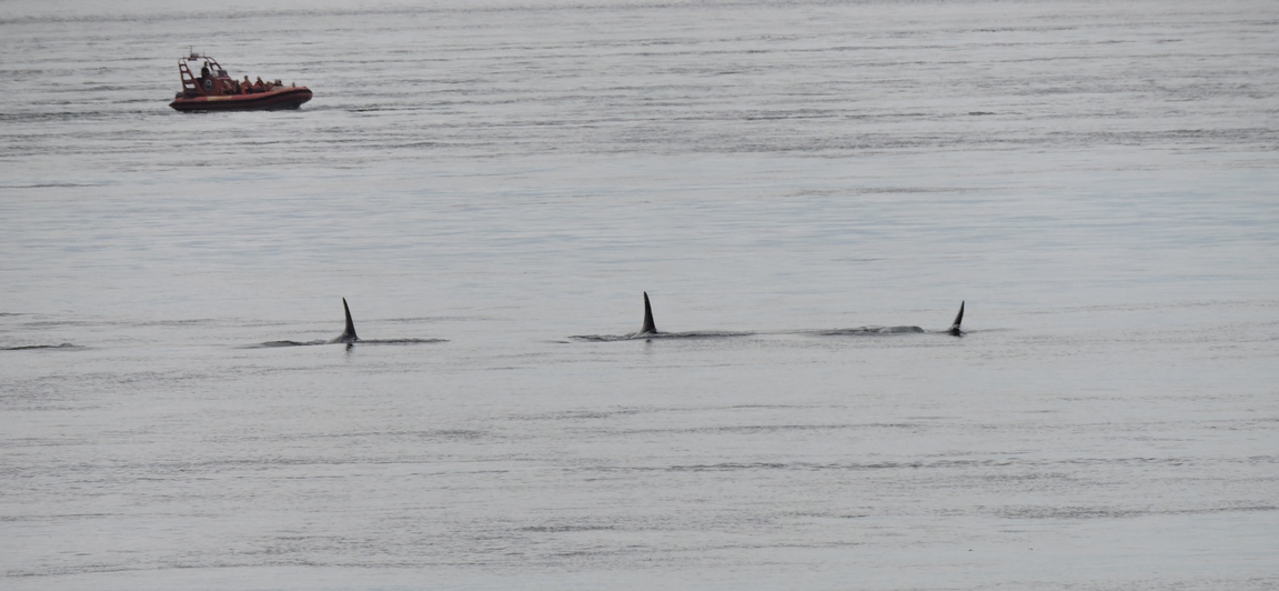 Orcas and a whale
              watching boat